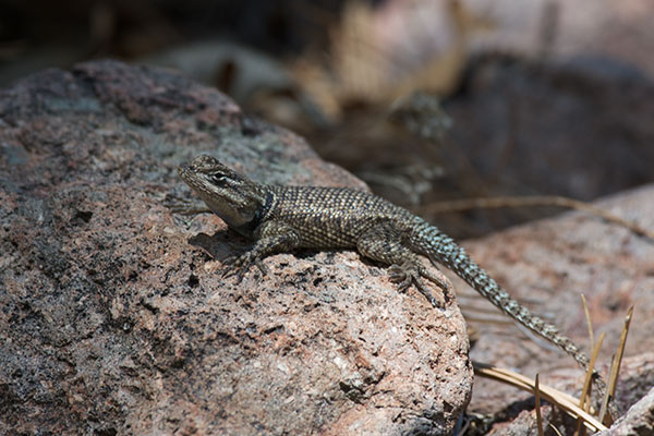 Yarrow’s Spiny Lizard (Sceloporus jarrovii)