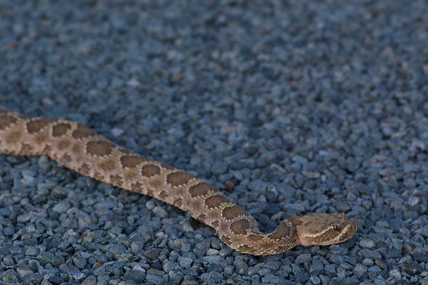 Prairie Rattlesnake (Crotalus viridis)