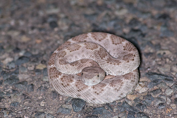 Western Diamond-backed Rattlesnake (Crotalus atrox)