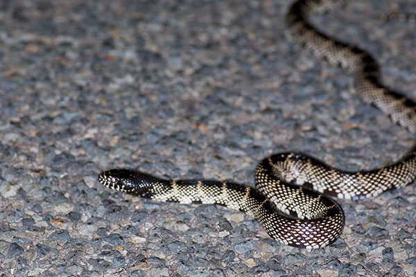 Desert Kingsnake (Lampropeltis splendida)