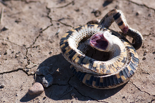 Mexican Hog-nosed Snake (Heterodon kennerlyi)