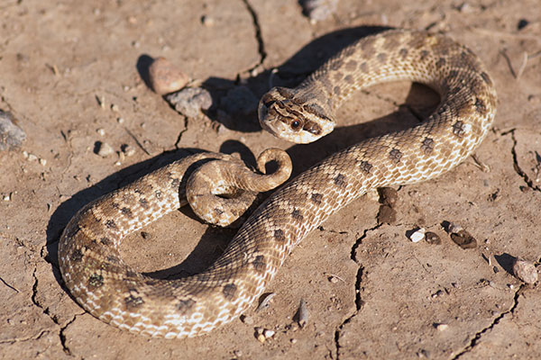 Mexican Hog-nosed Snake (Heterodon kennerlyi)