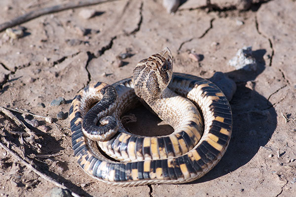 Mexican Hog-nosed Snake (Heterodon kennerlyi)