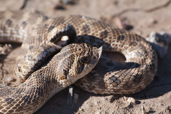 Mexican Hog-nosed Snake (Heterodon kennerlyi)