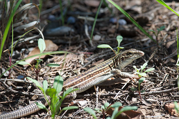 Sonoran Spotted Whiptail (Aspidoscelis sonorae)