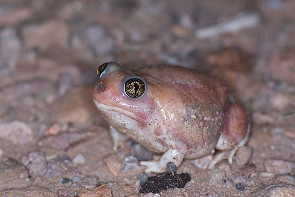 Plains Spadefoot (Spea bombifrons)