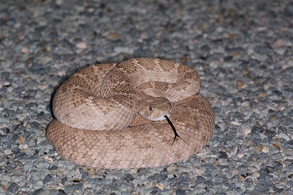 Western Diamond-backed Rattlesnake (Crotalus atrox)