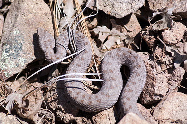 Western Twin-spotted Rattlesnake (Crotalus pricei pricei)