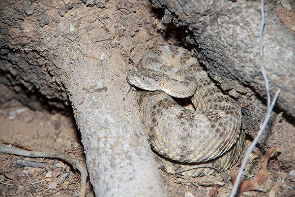 Tiger Rattlesnake (Crotalus tigris)