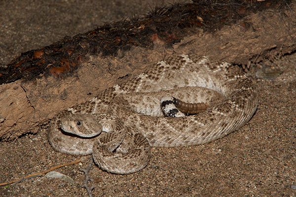 Western Diamond-backed Rattlesnake (Crotalus atrox)