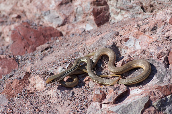 Sonoran Whipsnake (Masticophis bilineatus)