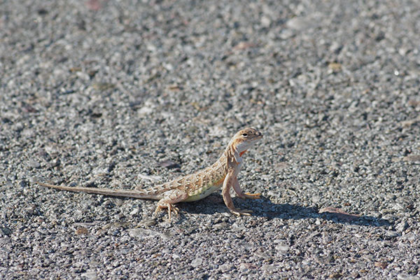 Sonoran Earless Lizard (Holbrookia elegans thermophila)