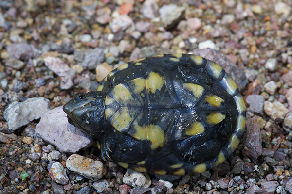 Desert Mud Turtle (Kinosternon sonoriense sonoriense)