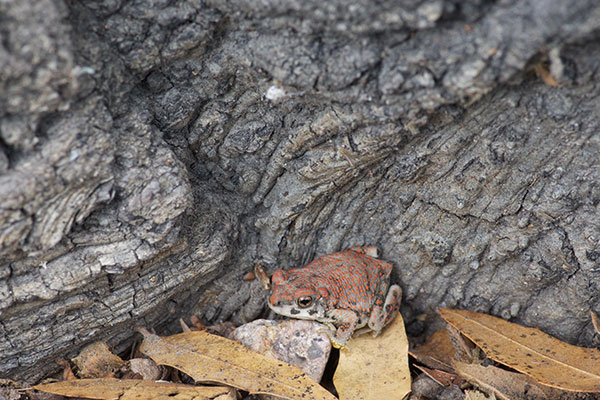 Red-spotted Toad (Anaxyrus punctatus)