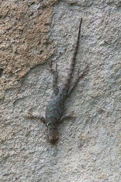 Sonoran Spiny Lizard (Sceloporus clarkii clarkii)