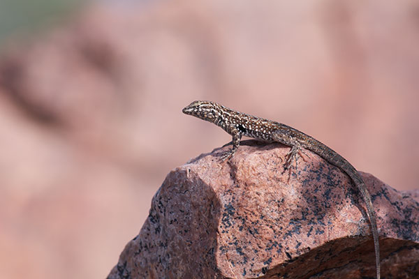 Western Side-blotched Lizard (Uta stansburiana elegans)