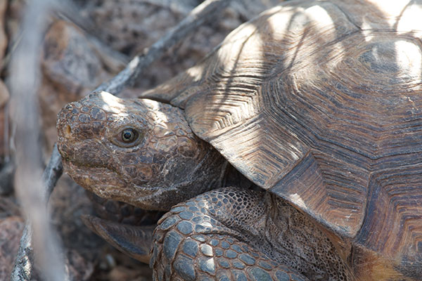 Sonoran Desert Tortoise (Gopherus morafkai)