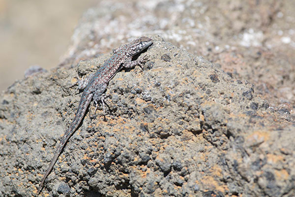 Nevada Side-blotched Lizard (Uta stansburiana nevadensis)