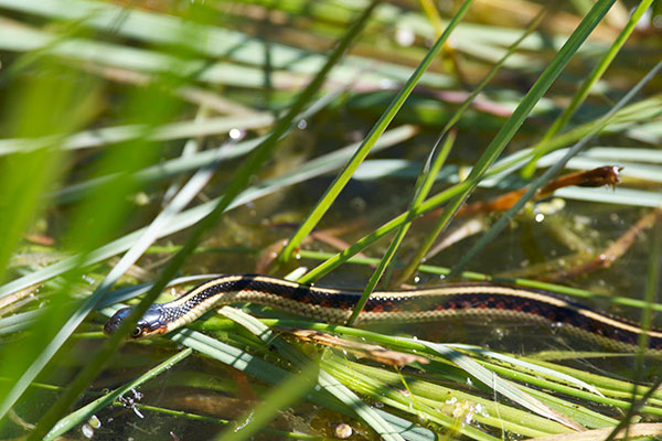 Valley Gartersnake (Thamnophis sirtalis fitchi)