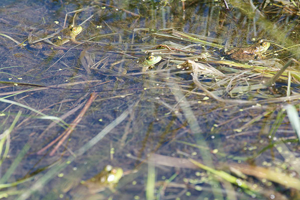 American Bullfrog (Lithobates catesbeianus)