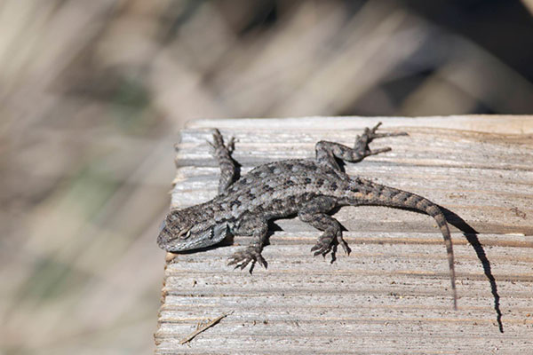 Northwestern Fence Lizard (Sceloporus occidentalis occidentalis)