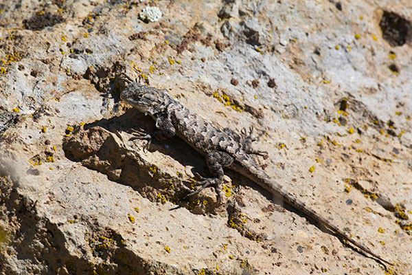 Northwestern Fence Lizard (Sceloporus occidentalis occidentalis)