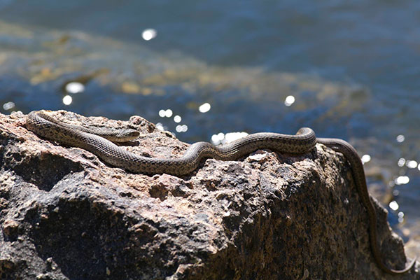 Wandering Gartersnake (Thamnophis elegans vagrans)