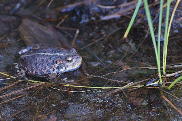 Western Toad (Anaxyrus boreas)