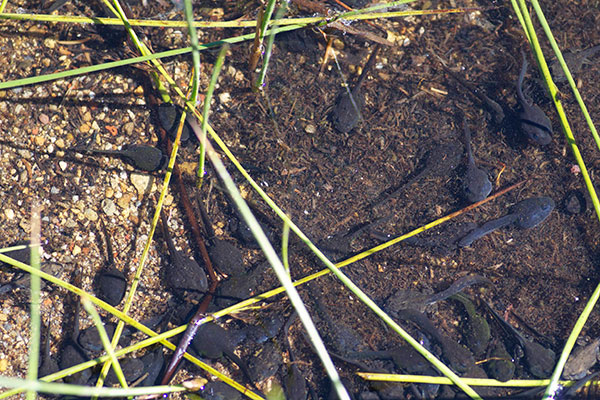 Western Toad (Anaxyrus boreas)