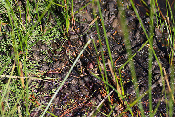 Western Toad (Anaxyrus boreas)