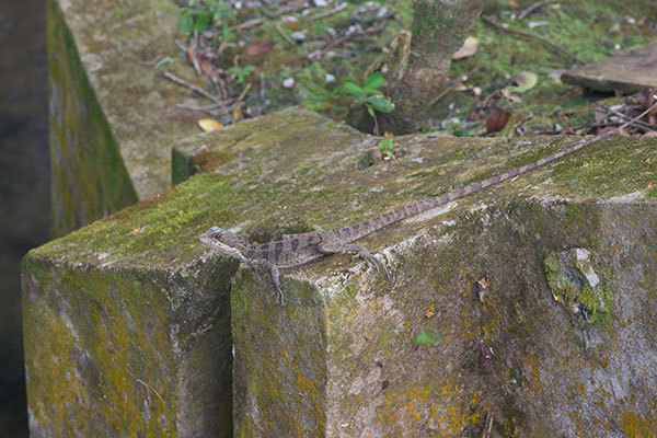 Common Basilisk (Basiliscus basiliscus)