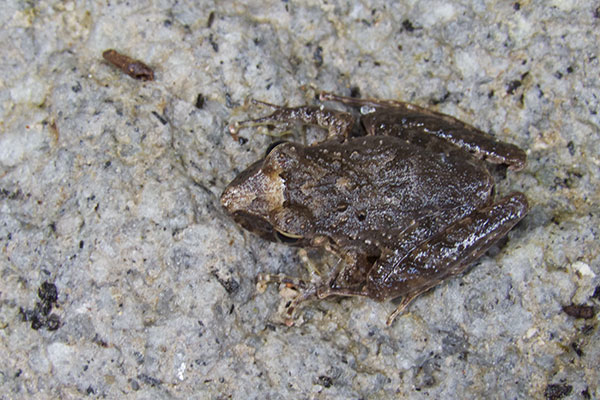 Slim-fingered Rain Frog (Craugastor crassidigitus)