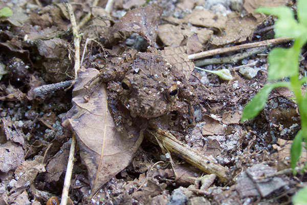 Horn-nosed Robber Frog (Pristimantis cerasinus)