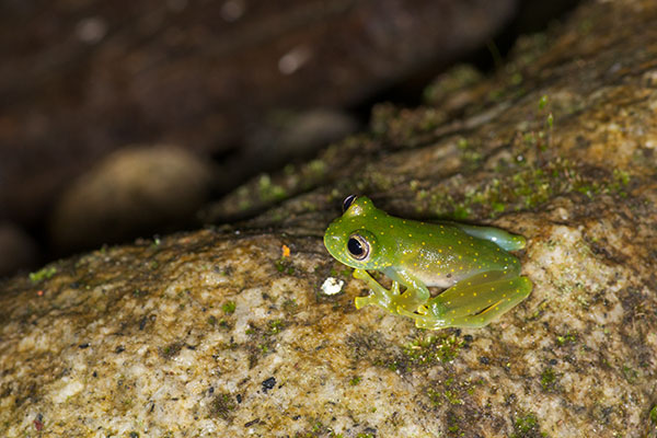 Yellow-flecked Glass Frog (Sachatamia albomaculata)