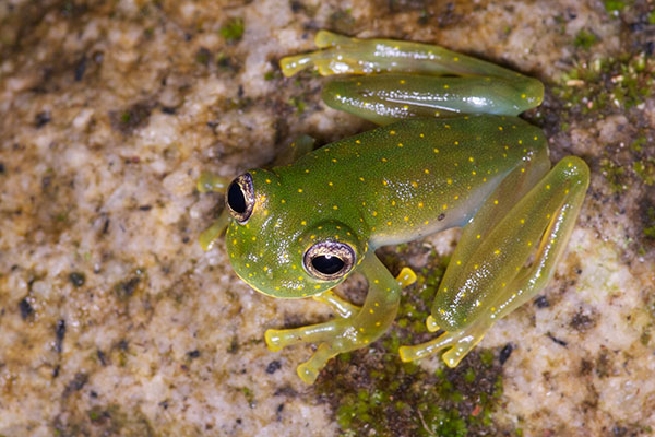 Yellow-flecked Glass Frog (Sachatamia albomaculata)