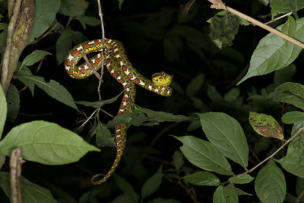 Eyelash Viper (Bothriechis schlegelii)