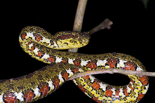 Eyelash Viper (Bothriechis schlegelii)