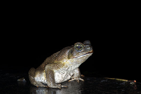 Giant Toad (Rhinella horribilis)