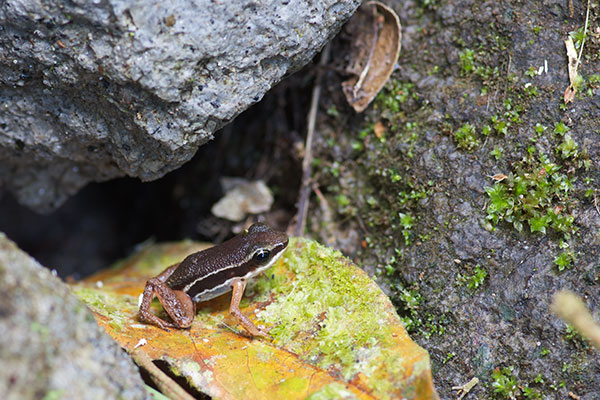 Highland Rocket Frog (Silverstoneia nubicola)