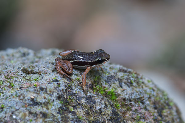 Highland Rocket Frog (Silverstoneia nubicola)