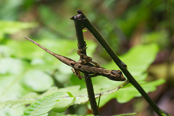 Ground Anole (Anolis humilis)