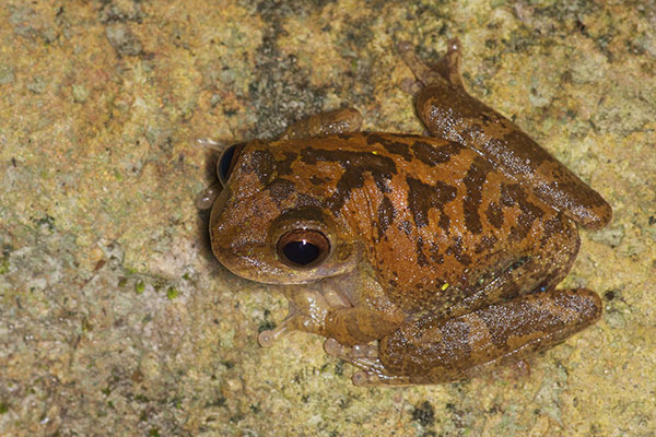 Pugnosed Treefrog (Smilisca sila)