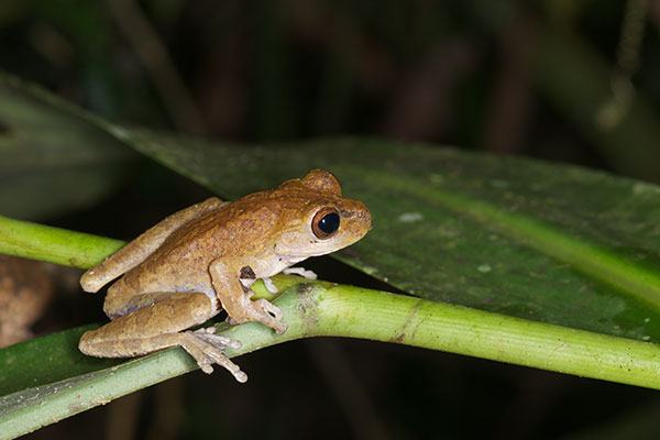 Pugnosed Treefrog (Smilisca sila)