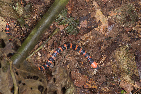 Many-banded Coral Snake (Micrurus multifasciatus)