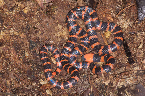 Many-banded Coral Snake (Micrurus multifasciatus)