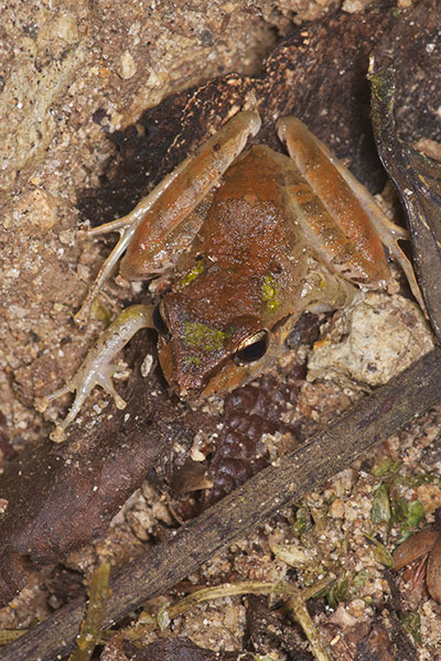 Slim-fingered Rain Frog (Craugastor crassidigitus)