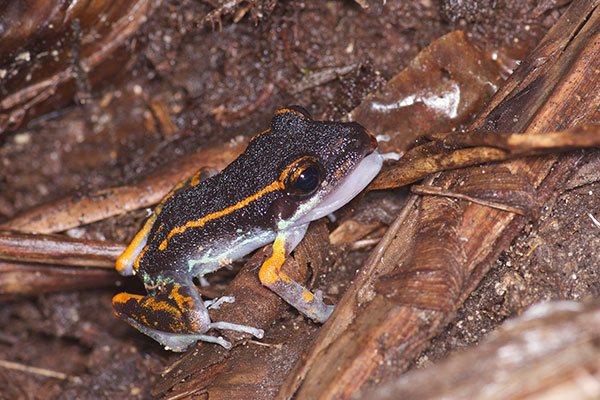 False Poison Frog (Pristimantis gaigei)