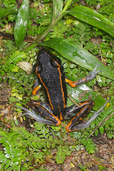 False Poison Frog (Pristimantis gaigei)