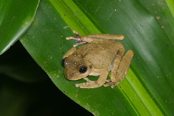 Pugnosed Treefrog (Smilisca sila)