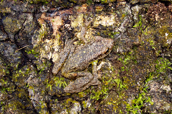 Two-striped Treefrog (Scinax ruber)